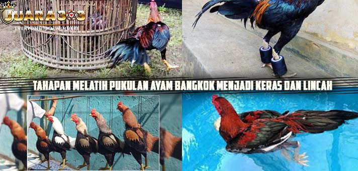Tahapan Melatih Pukulan Ayam Bangkok Menjadi Keras dan Lincah