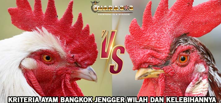 Kriteria Ayam Bangkok Jengger Wilah Dan Kelebihannya