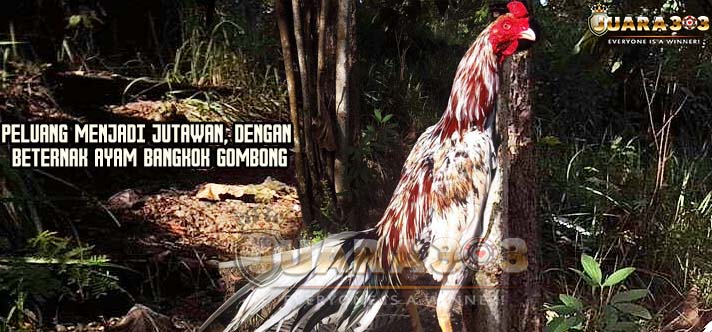 Peluang Menjadi Jutawan, Dengan Beternak Ayam Bangkok Gombong